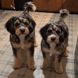 Rehoming my dogs
