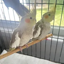 Cockatiels, male