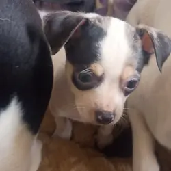 Chihuahua & mixed pup available to loving home