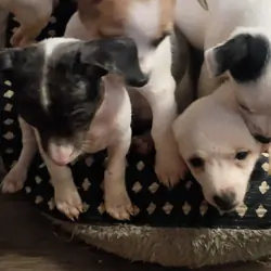 Chihuahua & mixed pup available to loving home