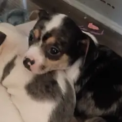 Chihuahua & mixed pup available to loving home