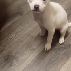Chihuahua & mixed pup available to loving home