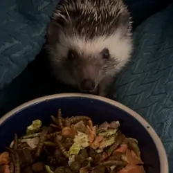 FRIENDLY HEDGEHOG