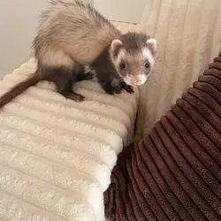 Ferret