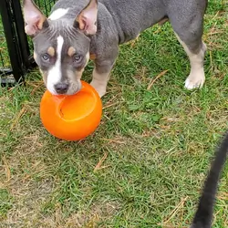 American bully looking for a new loving home