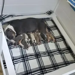 loooking for a new home for my American bully