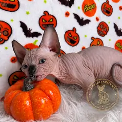 Sphynx