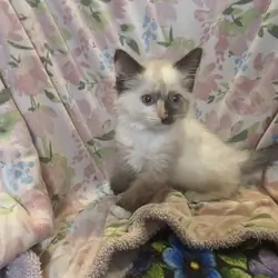 Ragdoll Kittens