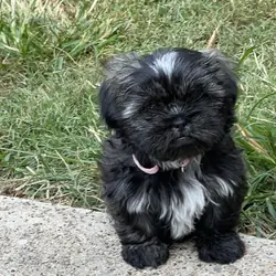 Shih tzu puppies