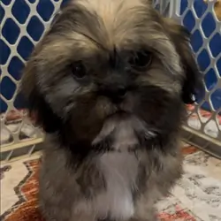 Shih tzu puppies