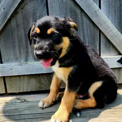 Lab/Aussie male puppy