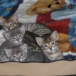 Bengal kittens