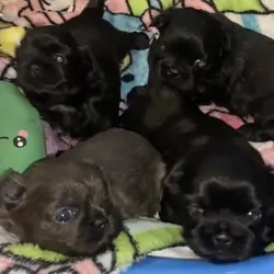 Shih Tzu Pups available after December 4