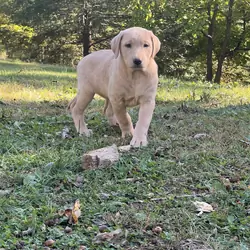 AKC Labrador Retriever pup
