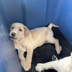 AKC Labrador Retriever