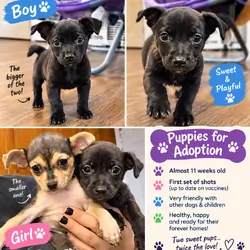 Puppies