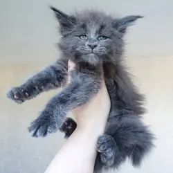 Adorable Maine Coon Kittens Text @ : 612–584–9160
