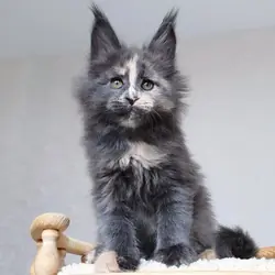Maine Coon Kittens For Sale  Text @ : 612–584–9160