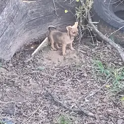 Rebecca - NE Oklahoma - Female