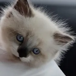 Kitten Illinois