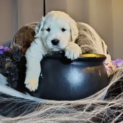 AKC Golden retriever puppies