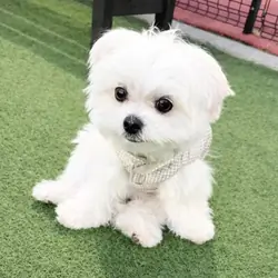 Maltese puppies available