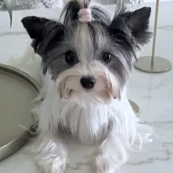 Adult Female Biewer Terrier