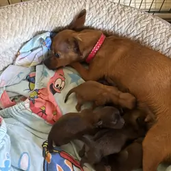 Chihuahua Puppies