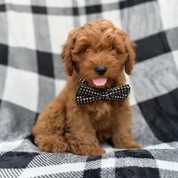 Benny