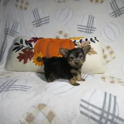 CKC Reg. Yorkie Puppies