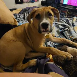 Rhodesian ridge back/American Pitbull terrier