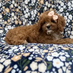 Biscuitly