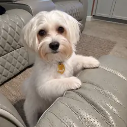 Mal-Shi Puppy
