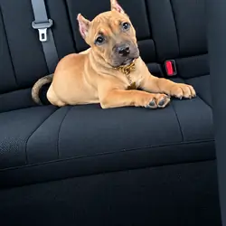 American Pocket bully