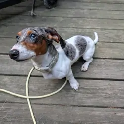 Gorgeous Purebred Blue Dapple Piebald Dachshund