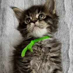Gorgeous Maine Coon XXL Kittens-Litter of 7