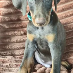 Rusty