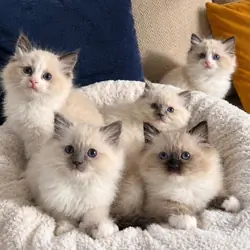 Beautiful Pure Ragdoll Kittens
