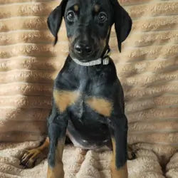 Sadie