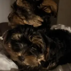 Beautiful Yorkie Puppies Boys and Girls