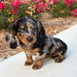 Awesome Dachshund Puppies Available