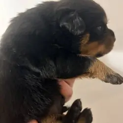 German Rottweiler Puppies