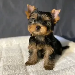 Pure Breed Male/female Teacup Yorkie Puppies