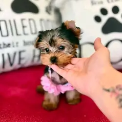 Nice Charming Yorkie Puppies For Caring Homes