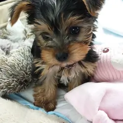 Perfect Akc Tea-cup Yorkie Puppies