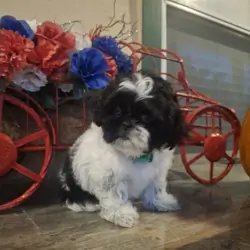 Shih Tzu Puppy "Rocky"