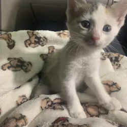 Kitten 8 week old