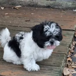 Shih Tzu puppy "Gizmo"