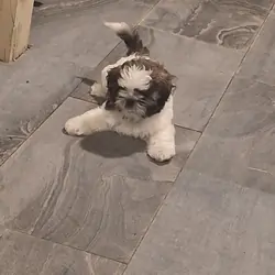 Shih Tzu puppy "Bam Bam"
