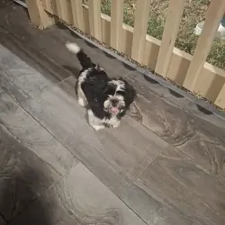 Shih Tzu puppy "Bear"